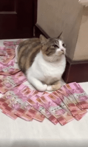 “내 돈이야, 손 떼.” 고양이의 머니 가드 본능