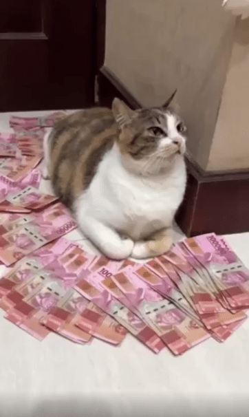 출처 : Reddit / 고양이 주위에 지폐들이 놓여있다