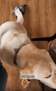 꼬리에 매달린 아기 고양이, 가만히 있는 강아지의 조용한 인내