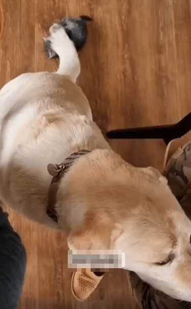 출처 : Reddit / 강아지가 앉아있다