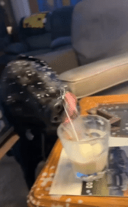 “음료는 입으로만 마신다 누가 그랬죠?” 혀를 휘두르는 강아지의 대참사