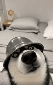 “수상한 냄새가 난다…” 스테인리스 그릇을 모자처럼 쓴 강아지 형사 등장