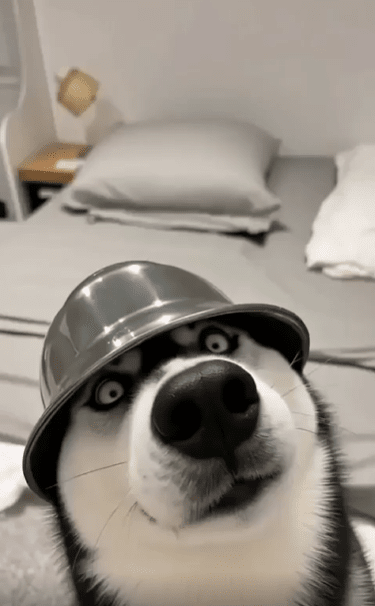 출처 : Reddit / 그릇을 뒤집어 쓴 모습이 탐정처럼 보인다