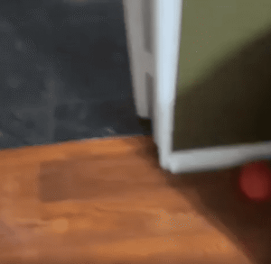 검은 플라스틱통 속 ‘기습냥’의 습격, 한 마디 없이 분위기 찢는 등장