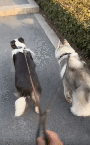 “누가 주인이고 누가 보호자죠?” 보더콜리의 완벽한 책임감, 허스키는 그냥 자유