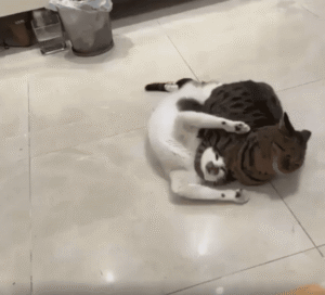 “고양이 UFC 현장 포착” 헤드락 걸고, 얼굴 툭툭 치고, 서로 너무 진심인데?