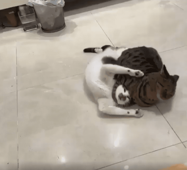 출처 : Reddit / 두 고양이중 한고양이가 다른 고양이에게 헤드락을 걸고있다