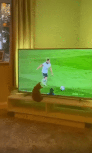 “고양이 골키퍼 데뷔전?” TV 축구 중계에 반응하는 앞발, 진심 가득한 방어본능