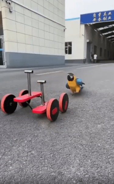 출처 : Reddit / 앵무새가 구조물에 다가간다