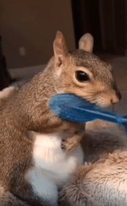 “그 손 멈추지 마세요” 솔질에 진심인 다람쥐, 솔 멈추자마자 바로 잡아당김