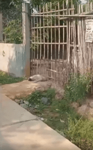 “방법은 두 가지” 틈새를 통과한 강아지 vs 문을 들어올린 강아지, 야외에서 펼쳐진 탈출의 기술