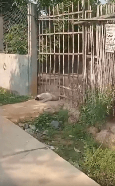 출처 : Reddit / 두 강아지가 문밖을 나가려 한다