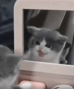 “작은 거울 앞 진심 모드” 새끼 고양이, 반사된 자기 모습에 하악 후 뒤까지 확인