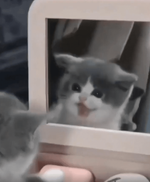 출처 : Reddit / 고양이야 거울을 보고있다