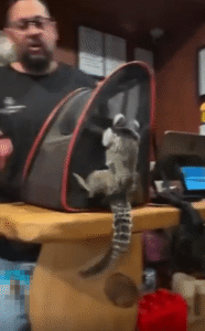 펫가방 사이로 펼쳐지는 주인과 원숭이의 좌우 숨바꼭질