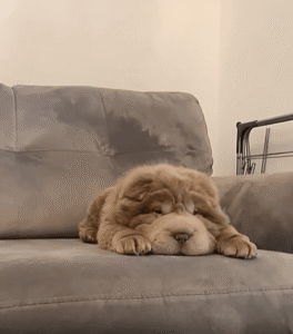 소파 위 강아지의 귀가 반응하는 순간