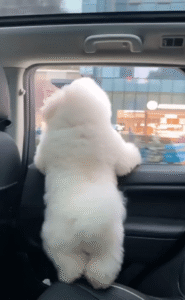 창밖을 향해 앞발을 동동 구르는 차 안의 작은 강아지