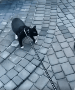 한 마리 눕자 따라 눕는 고양이들, 산책 거부 시위 현장