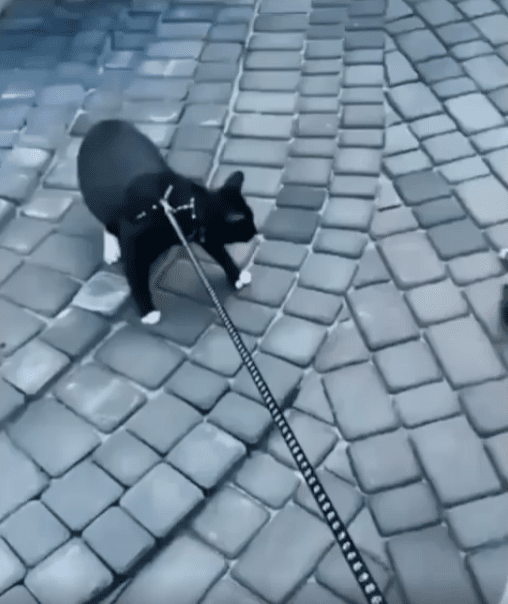 출처 : Reddit / 두 고양이가 있다