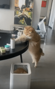 턱에 막혀 실패하는 고양이의 집요한 물건 밀치기