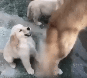 꼬리에 계속 맞던 작은 강아지, 찰나의 타이밍에 정확히 응수하다