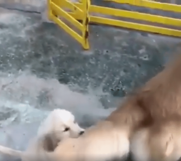 출처 : Reddit / 결국엔 참지못하고 물어 버렸다