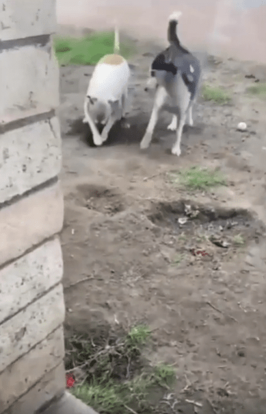 출처 : Reddit / 두 강아지중 한강아지가 땅을 파고 있다