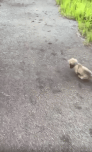 “못 걷겠다고 했잖아… 근데 또 앞장서는 중” 걷기 싫다며 엎드리는 강아지의 웃픈 산책 전략