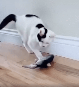 살아 움직이는 물고기 장난감에 적응해버린 고양이