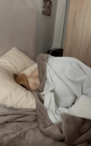 이불 덮고 침대에 누운 강아지의 단호한 퇴장 선언