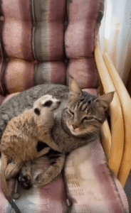 소파 위 다정한 그루밍, 이종 우정의 찐 케미