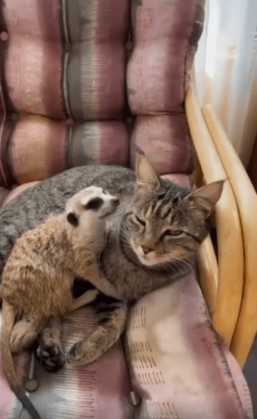 출처 : Reddit / 고양이가 소파위에 있다. 그위에 미어캣이 올라가있다