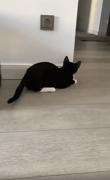 출처 : Reddit / 고양이가 강아지를 놀래키려 매복중이다