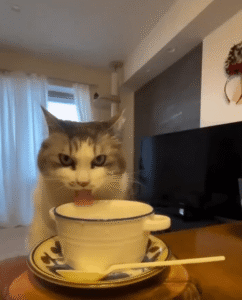 경계심 가득한 눈빛으로 컵 속 물을 마시는 고양이