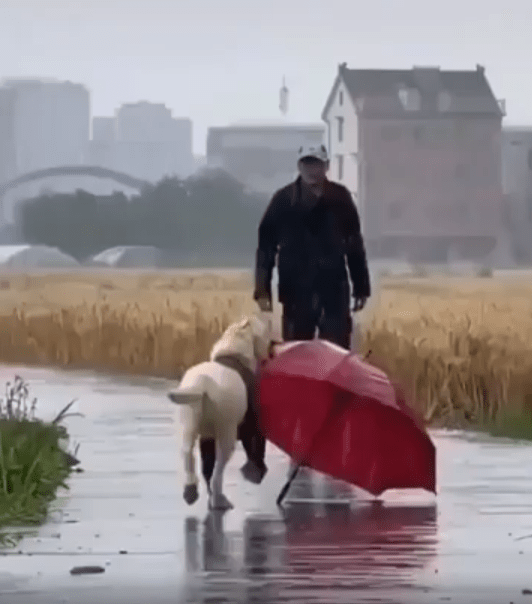 출처 : Reddit / 비오는 날 도로위 주인이 비를 맞으며 오고있다