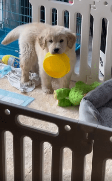 출처 : Reddit / 밥그릇을 물고있는 강아지