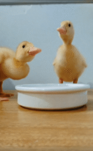 물그릇 앞에서 물 마시는 새끼 오리들, 너무 귀여운 생존 본능