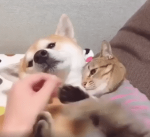 강아지를 꼭 껴안은 고양이의 단호한 경계