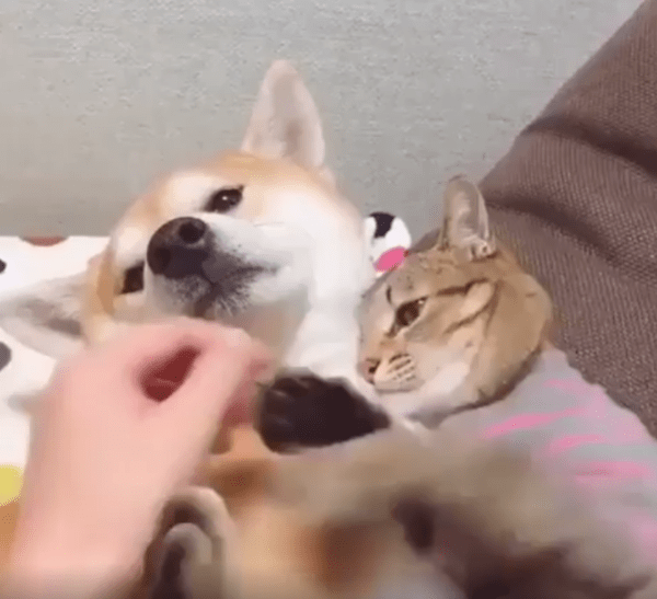 출처 : Reddit /  고양이가 강아지를 꼬옥 껴안고 있다