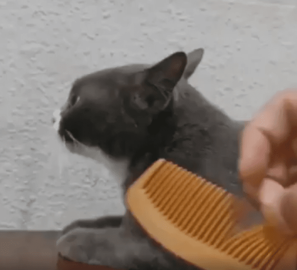 출처 : Reddit /  고양이 옆에서 빗을 긁어본다