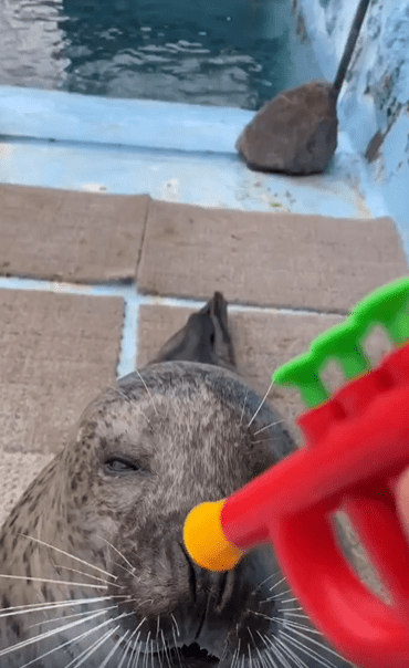 출처 : Reddit / 물범에게 플라스틱 나팔을 코에 대자