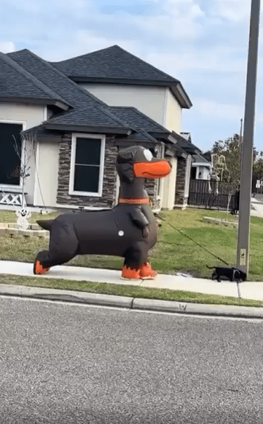 출처 : Reddit /  강아지인형이 강아지를 산택시키고있다