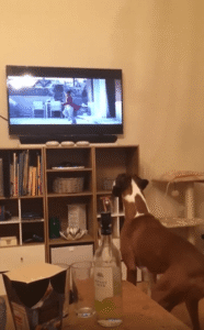 트램폴린 타는 강아지를 본 강아지의 놀라운 ‘싱크로 점프’ 반응