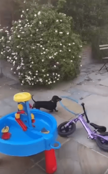 출처 : Reddit /  훌라후프를 물고 가는 강아지