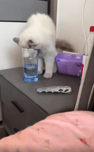 긴 유리컵에 얼굴을 꾸겨넣은 고양이의 사투