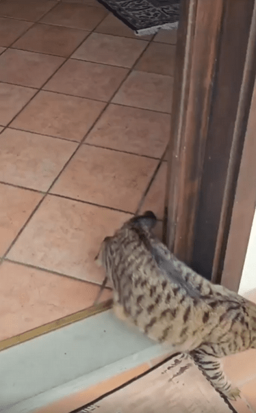 출처 : Reddit / 고양이가 담장을 행햐 뛰어간다