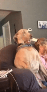 TV 보던 강아지의 입 벌어지는 역대급 리액션