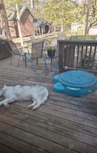 강아지 몰래 털을 쏙쏙 뽑아간 새의 완벽한 히트 앤 런