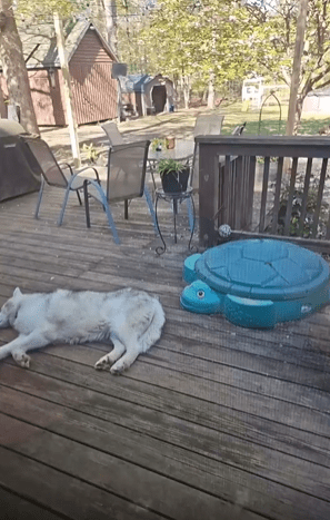 출처 : Reddit /  강아지가 야외에서 누워 휴식중이다