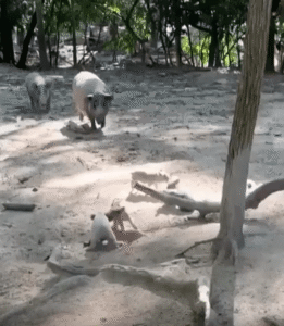 싸우는 새끼 돼지들을 조용히 떼어내는 어미 돼지의 현실 육아